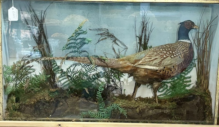 Taxidermy Pheasant